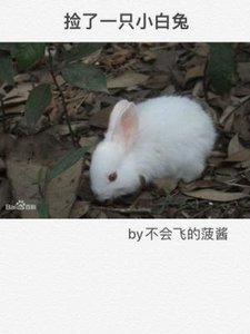 捡了一只小白兔